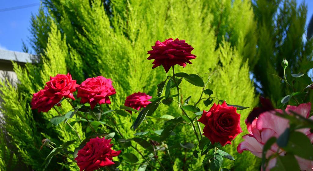 La Casa Delle Rose Affittacamere